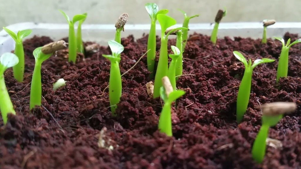 germinate adenium seeds