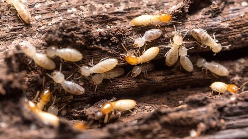 How to Control Termites at Home: A Comprehensive Guide