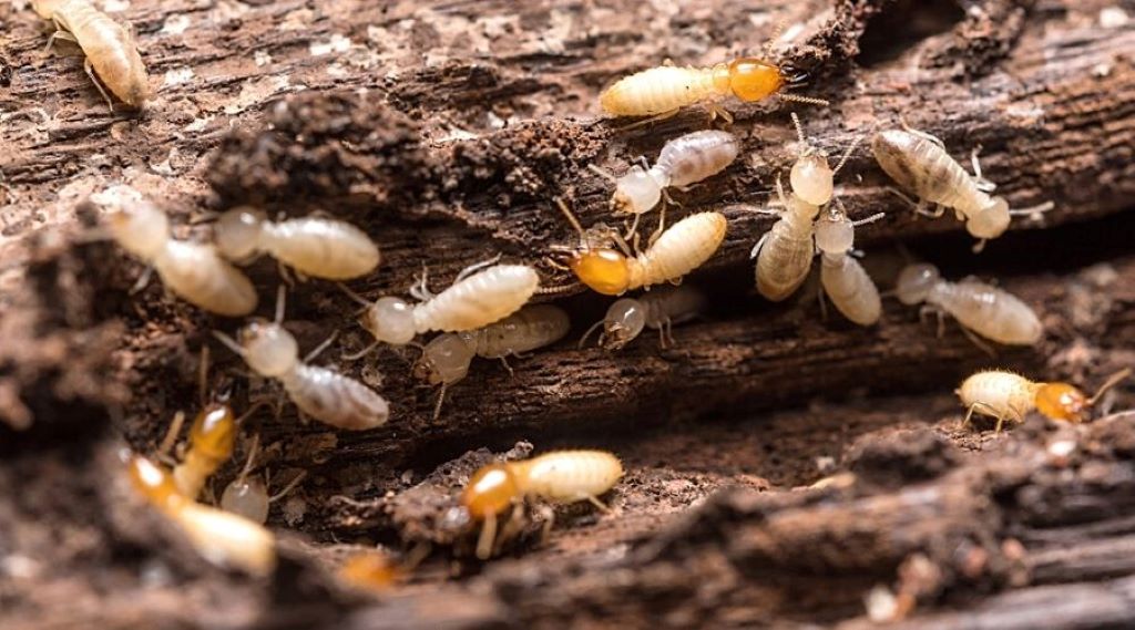 Control Termites at Home