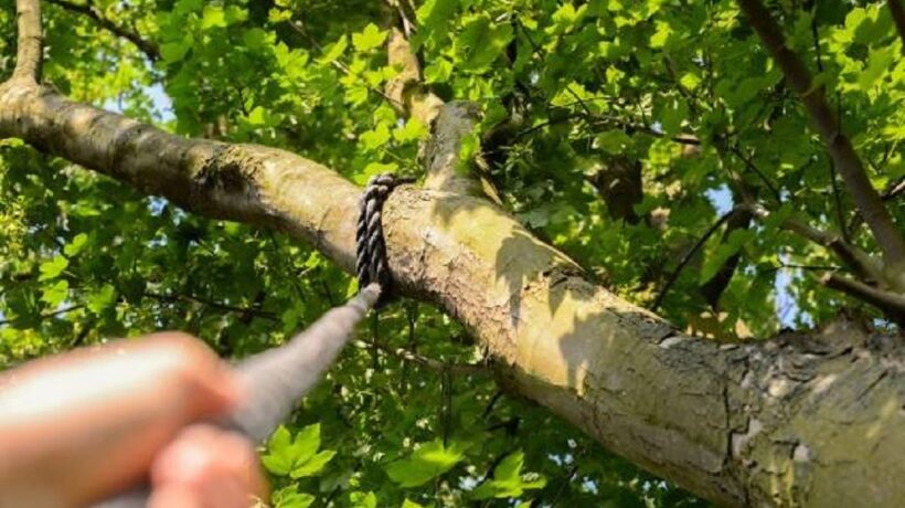 How Do You Pull a Tree With a Rope: Uncover the Secrets of Tree Removal