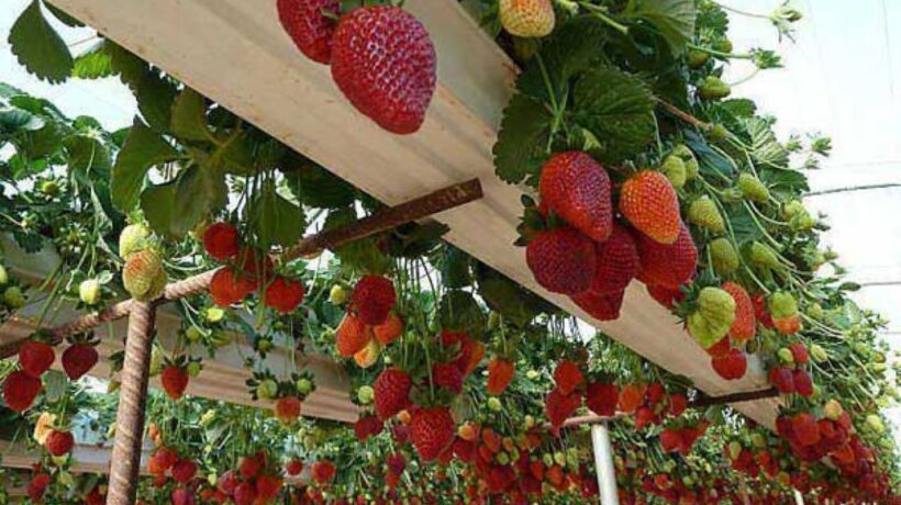 Growing Strawberries in Gutters: The Ultimate Guide for Abundant Harvests