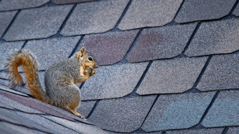 How to Get Rid of Squirrels in the Attic? Effective Solutions Revealed