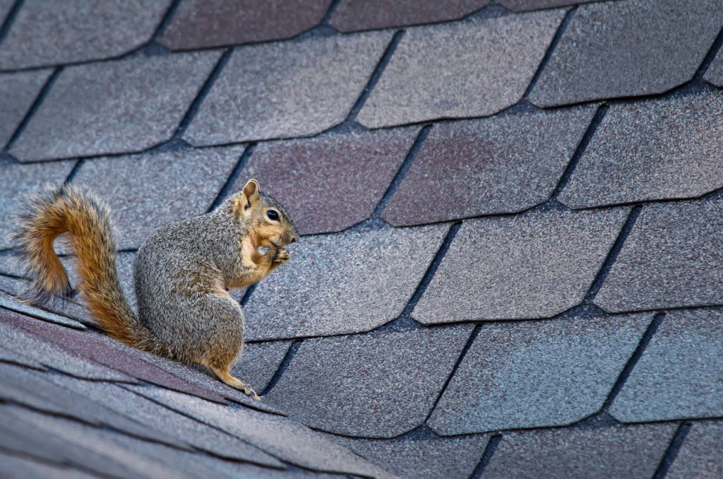 Get Rid of Squirrels in the Attic