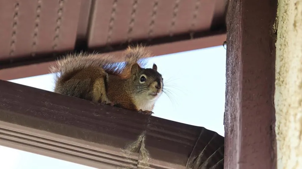 Identifying Squirrel Infestation