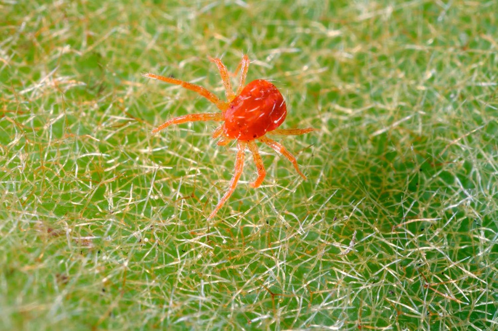 What kills spider mites immediately?