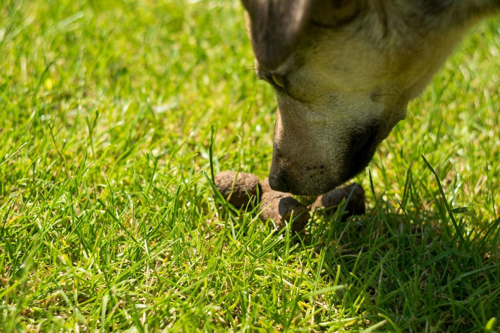 How do I stop my dog from eating its own poop