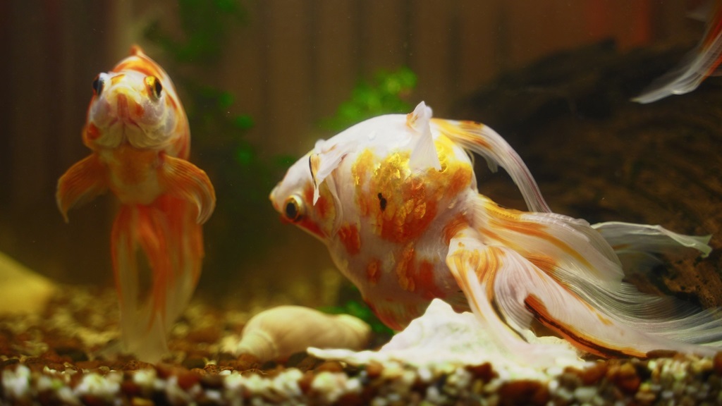 What to do if a fish dies in an aquarium?
