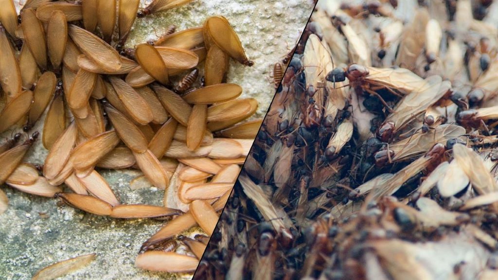 How can you tell the difference between a termite and a flying ant