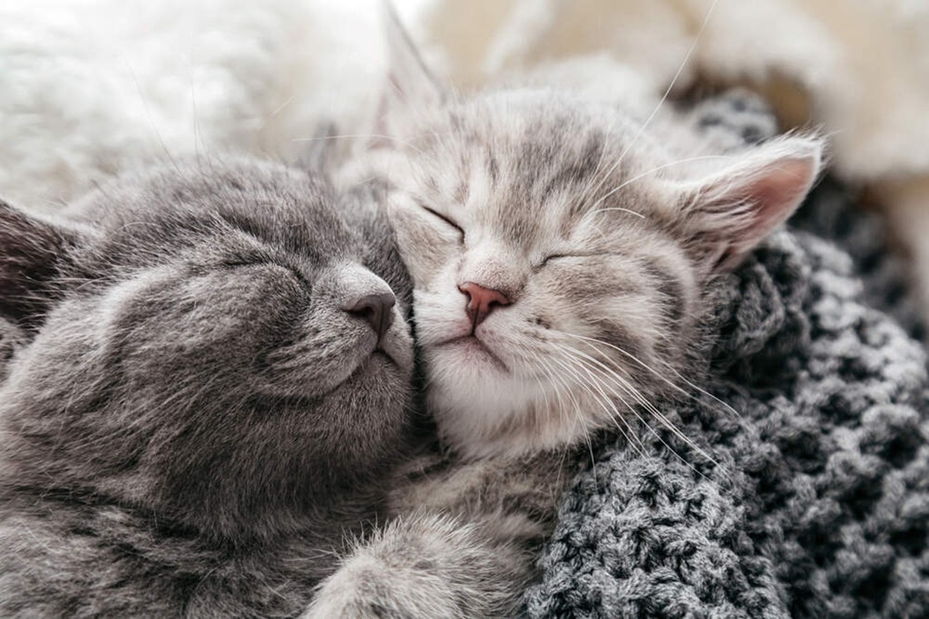 Introducing a New Kitten to a Multi-cat Household With Minimal Stress