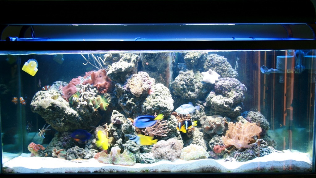 Essential Equipment for a Saltwater Aquarium