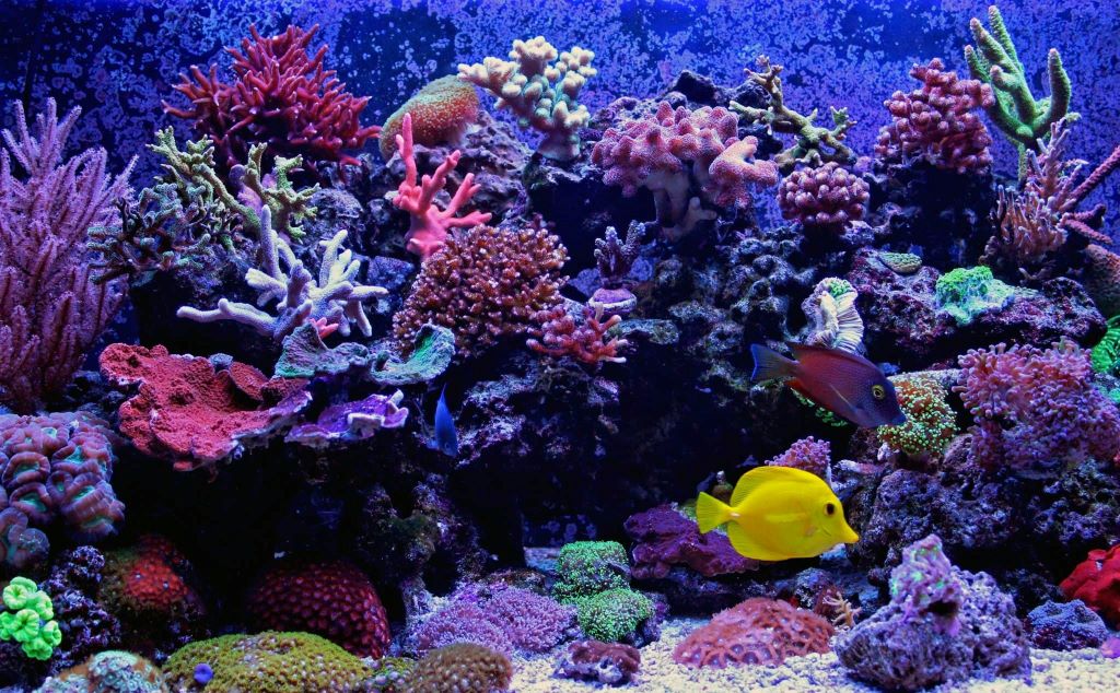 Ideal cleaning schedule for reef aquariums explained qui